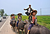 Kinder reiten auf Wasserbüffel an der Cau Hai Lagune bei Da Nang, Vietnam