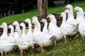 A gaggle of Geese in Tyrol, Austria