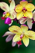 Orchideen im Botanischen Garten von Kandy, Kandy, Sri Lanka, Asien