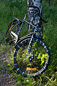 Altes Fahrrad lehnt an einem Baum, Insel Norrbyskär, Västerbotten, Schweden., Europa