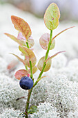 Close up of a blueberry and lichen, Sweden, Europe