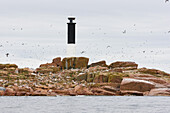 Lighthouse and seabirds on the island Bonden in the gulf of Bothnia, Sweden, Europe