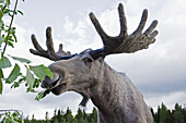 Elchbulle auf der Elchfarm von Christer Johansson, Älgens Hus, Bjurholm, Västerbotten, Schweden, Europa