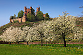 Cherry blossom, Ortenberg castle, near Offenburg, Ortenau region, Black Forest, Baden-Württemberg, Germany