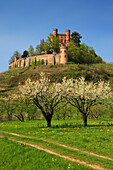 Blühende Kirschbäume, Schloss Ortenberg, bei Offenburg, Ortenau, Mittlerer Schwarzwald, Baden-Württemberg, Deutschland