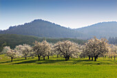 Blühende Kirschbäume im Eggener Tal bei Obereggenen, Markgräfler Land, Südlicher Schwarzwald, Baden-Württemberg, Deutschland