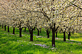 Blühende Kirschbäume im Eggener Tal bei Obereggenen, Südlicher Schwarzwald, Baden-Württemberg, Deutschland