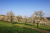 Blühende Kirschbäume im Eggener Tal bei Obereggenen, Markgräfler Land, Südlicher Schwarzwald, Baden-Württemberg, Deutschland
