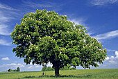 Chestnut in a field near Ravensburg, Baden-Württemberg, Germany