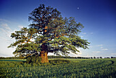 Oak tree in a field near Reinhardswald, Hesse, Germany