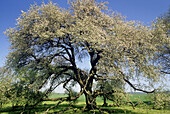 Apple tree in a field near Stubbendorf, Mecklenburg-Western Pomerania, Germany