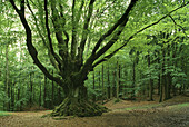 Beech tree in a forest near Krombach, North Rhine-Westphalia, Germany