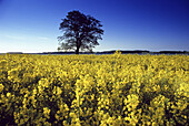 Oak in yellow rapeseed field, near Kappeln, Schleswig-Holstein, Germany