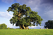Eiche Wyndham´s Oak, Dorset, Großbritannien