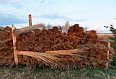 Piles of Reed for thatched rooves, North Sea, Sylt, Schleswig-Holstein, Germany
