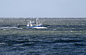 Shrimp trawler on the North Sea near List, Sylt, Schleswig-Holstein, Germany