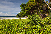 Insel bei Sorong, Raja Ampat, West Papua, Indonesien