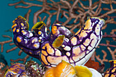 Golden Sea-Squirt, Polycarpa aurata, Raja Ampat, West Papua, Indonesia