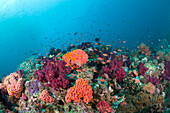 Buntes Korallenriff, Raja Ampat, West Papua, Indonesien