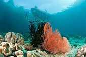 Flaches Korallenriff, Raja Ampat, West Papua, Indonesien