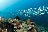 Gelblinien-Fuesiliere ueber Korallenriff, Pterocaesio tesselata, Raja Ampat, West Papua, Indonesien