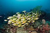 Grossaugen-Schnapper am Riff, Lutjanus lutjanus, Raja Ampat, West Papua, Indonesien