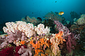 Gesundes Korallenriff, Raja Ampat, West Papua, Indonesien