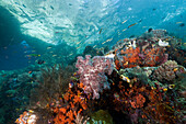 Korallenriff, Raja Ampat, West Papua, Indonesien