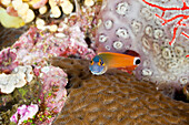 Schwarzpunkt-Kammzaehner Schleimfisch, Ecsenius stigmatura, Raja Ampat, West Papua, Indonesien