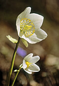 Blume, Blüte, Weiße Schneerose (Helleborus niger)
