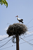 Stork in its nest