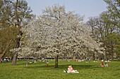 Blühender Baum im Hyde Park, London, England, Großbritannien, Europa