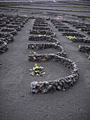 Traditional wine growing method on Lanzarote, Canary Islands, Spain, Europe