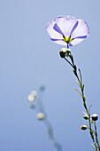 Flower of the flax in blossom