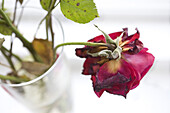 Lonely withered rose in a vase