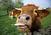 Cow is trowing its tounge out