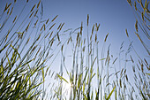 Grass at the beach