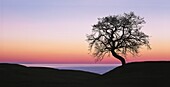 Tree at dawn near the sea