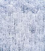 Forest with hoarfrost