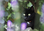Black cat spying in garden