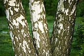 Tree trunks in spring, birches
