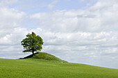 Tree on a hill