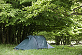 Tent under a big tree
