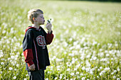 Boy is blowing on overblown dandelions