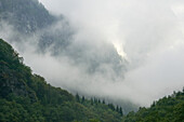 Spruce forest in fog