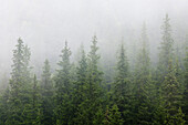 Spruce forest in fog