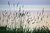 Grass ears on the beach at dusk