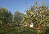 Garden with lots of fruit trees