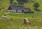 Cows on meadow