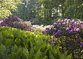 Ferns and Rhododendron
